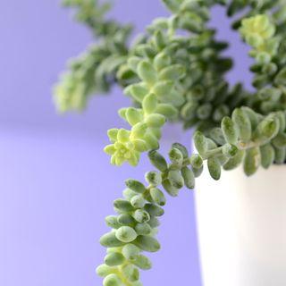 Burro's tail in a white pot on a solid purple background