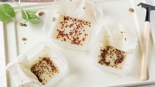 Soaking dill and parsley seeds