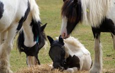 redwings-after-rescue.jpg