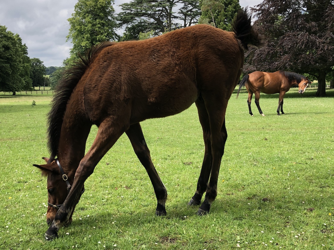 The first foal to receive a Weatherby&amp;rsquo;s ePassport