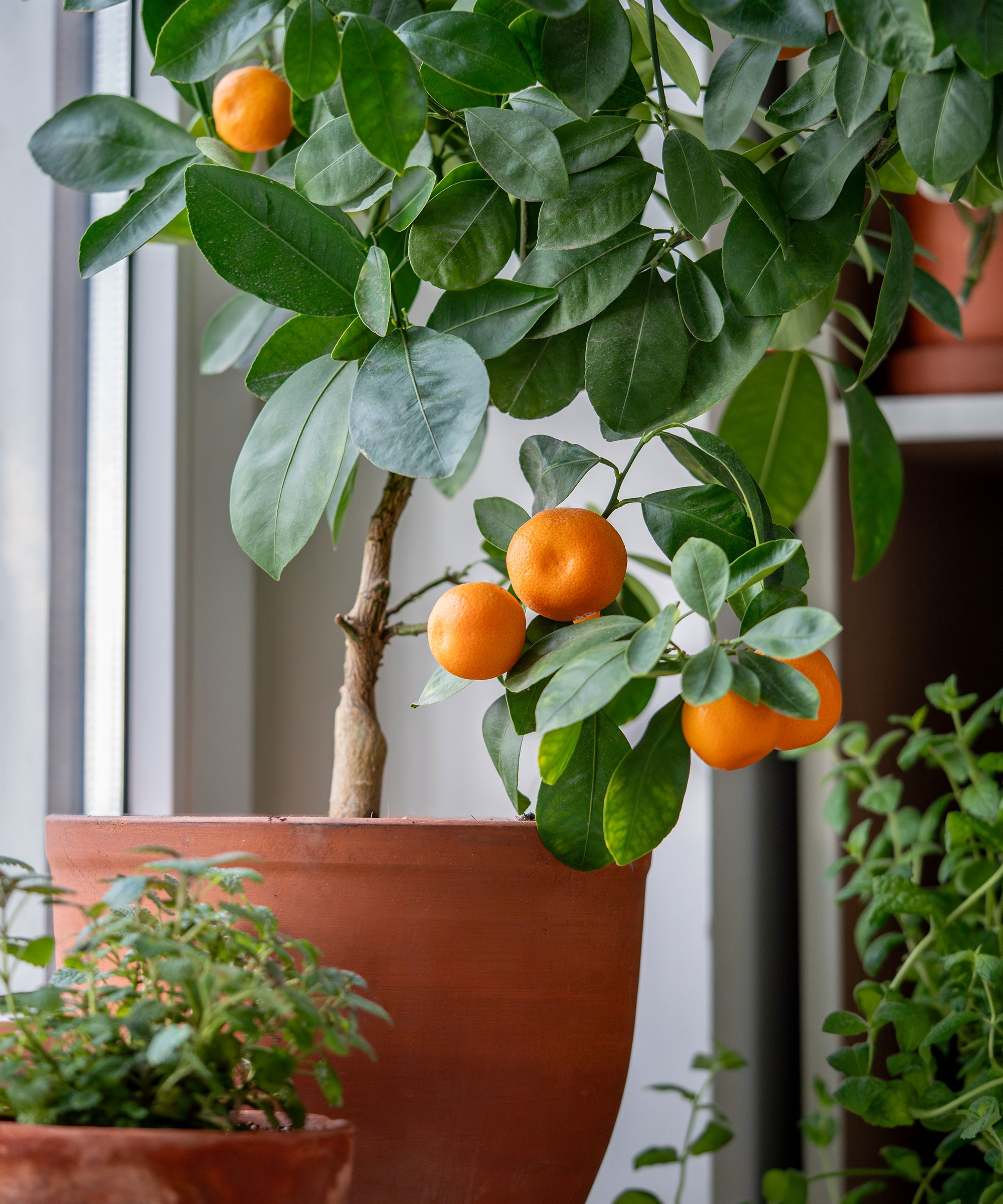 tangerine tree growing in greenhouse