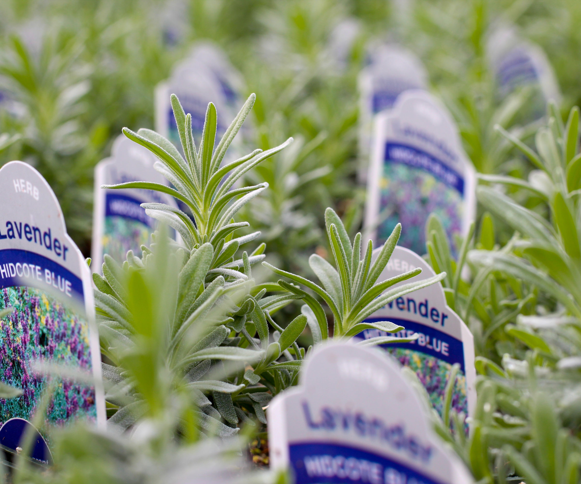 lavender plug plants for Hidcote Blue