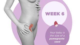 Pregnancy week by week 6