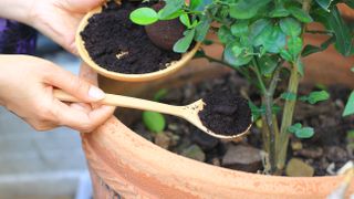 Coffee grounds being used to fertilize plants