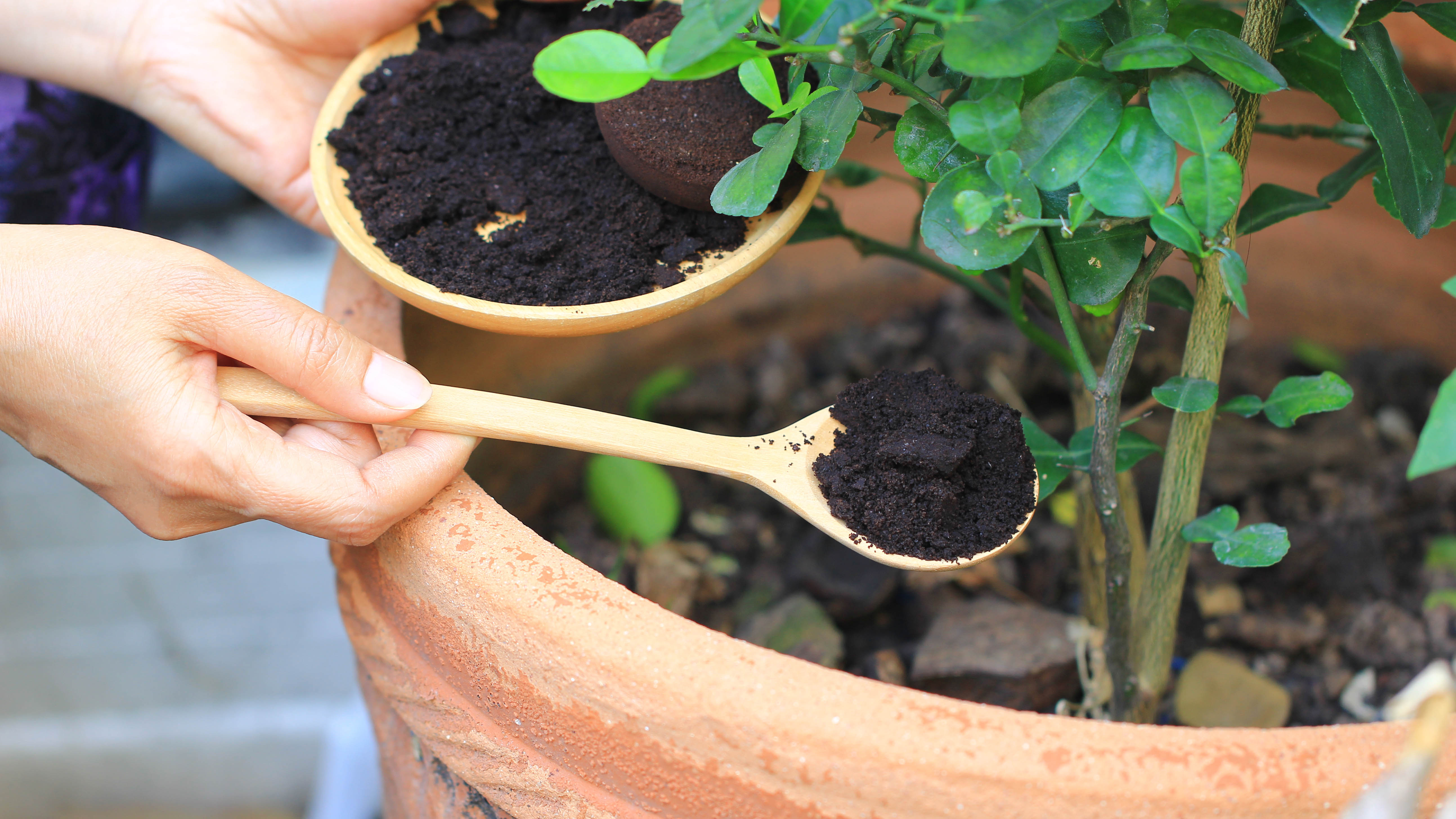Кофейную гущу используют для удобрения растений