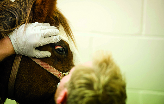 3-Edd-examining-pony_s-eye_48880351_1636_126925122_208936721.jpg