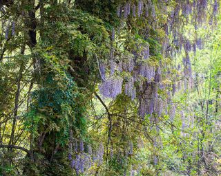 Chinese wisteria growing wild in Alabama