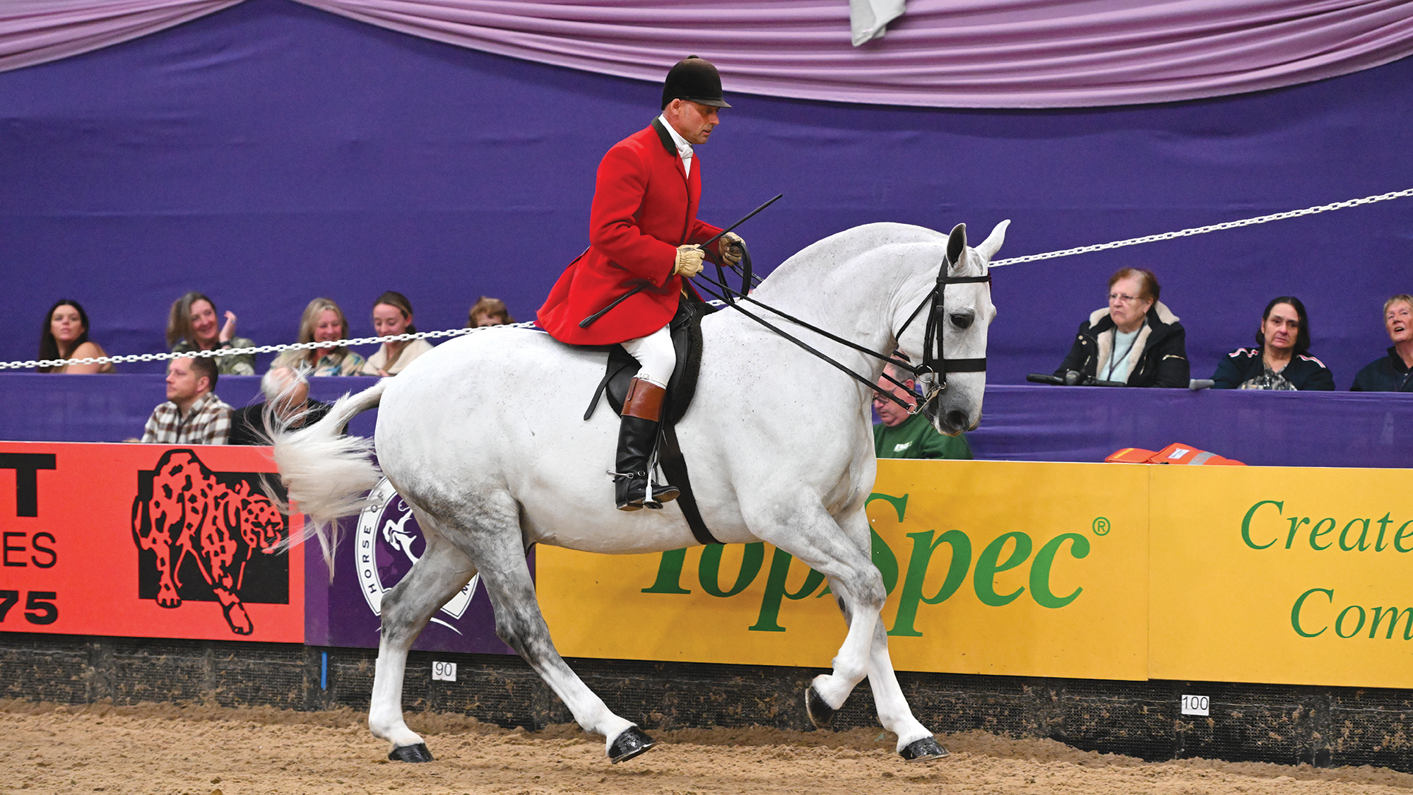 A grey cob with a male rider wearing a traditional hunt cap, red jacket and topped boots canters around the HOYS arena