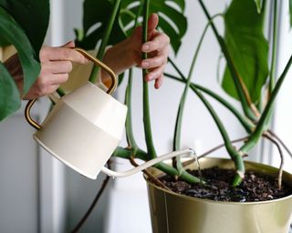 person watering a monstera plant with a gold colored watering can