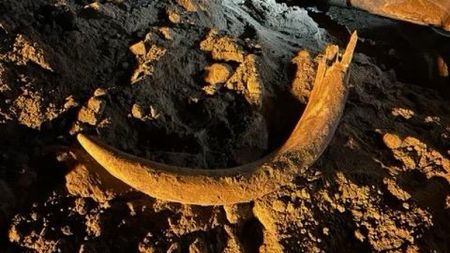 mammoth tusk on the rocky ground.