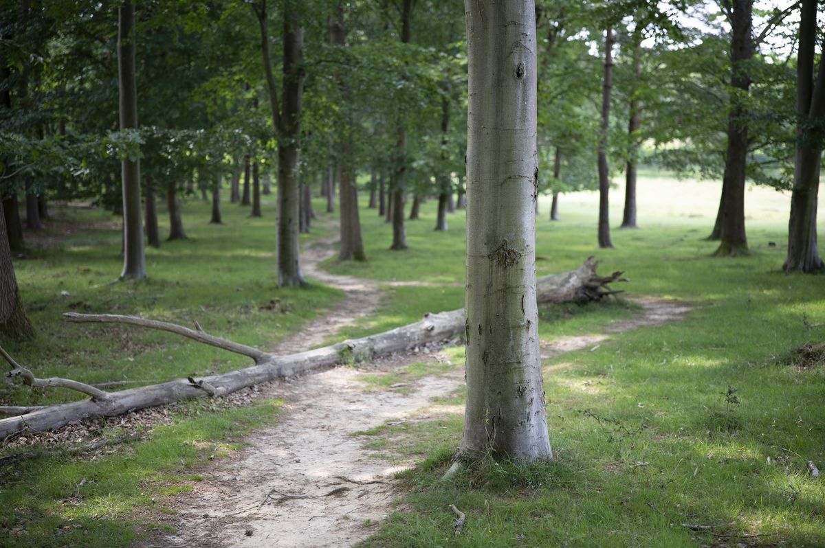 A footpath winding through woodland, taken with the Viltrox AF 50mm F2 Air lens
