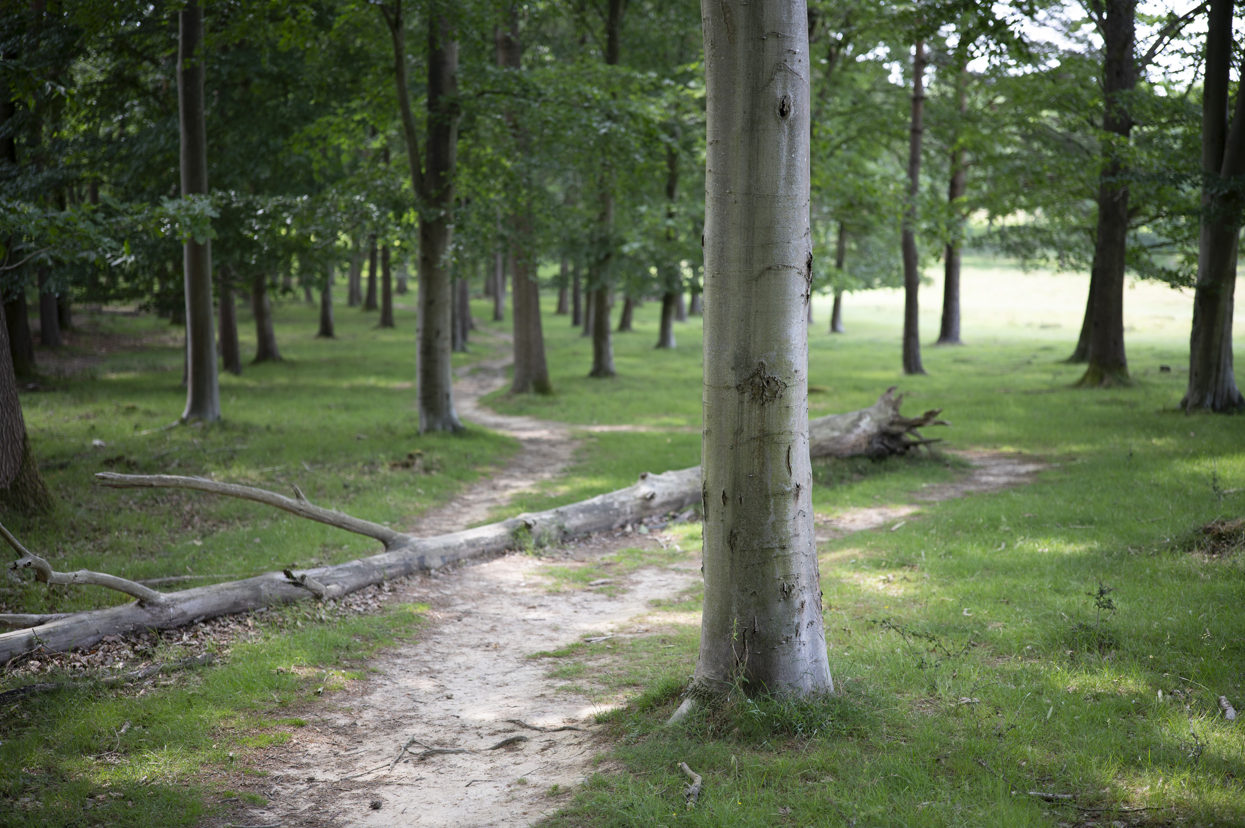 A footpath winding through woodland, taken with the Viltrox AF 50mm F2 Air lens