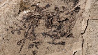 The bones of a frog and a salamander make up a segment of prehistoric vomit found in Utah.