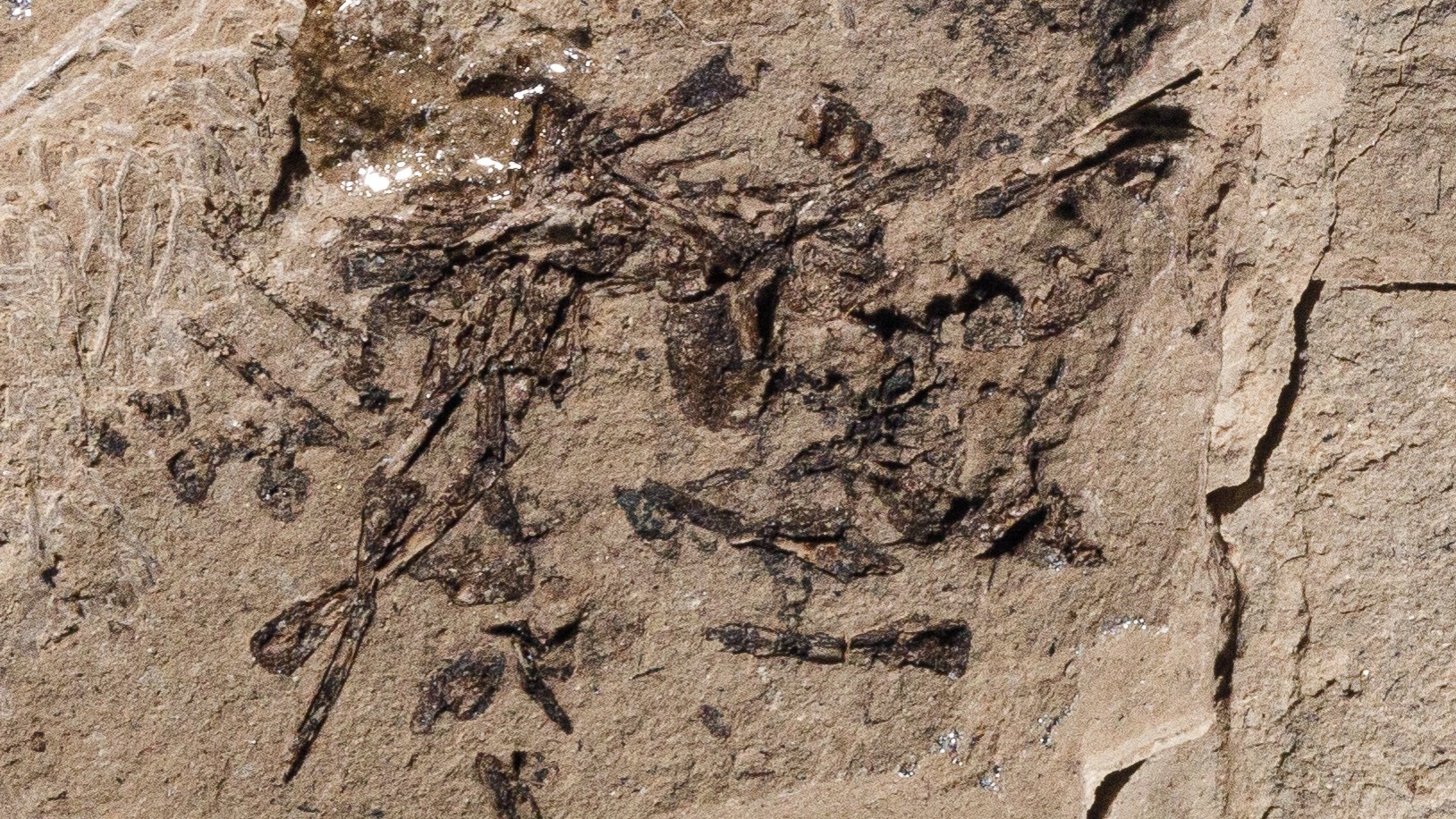 The bones of a frog and a salamander make up a segment of prehistoric vomit found in Utah. 