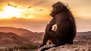 An ape overlooks a rocky, mountainous landscape in Planet Earth III: Wonders of Nature