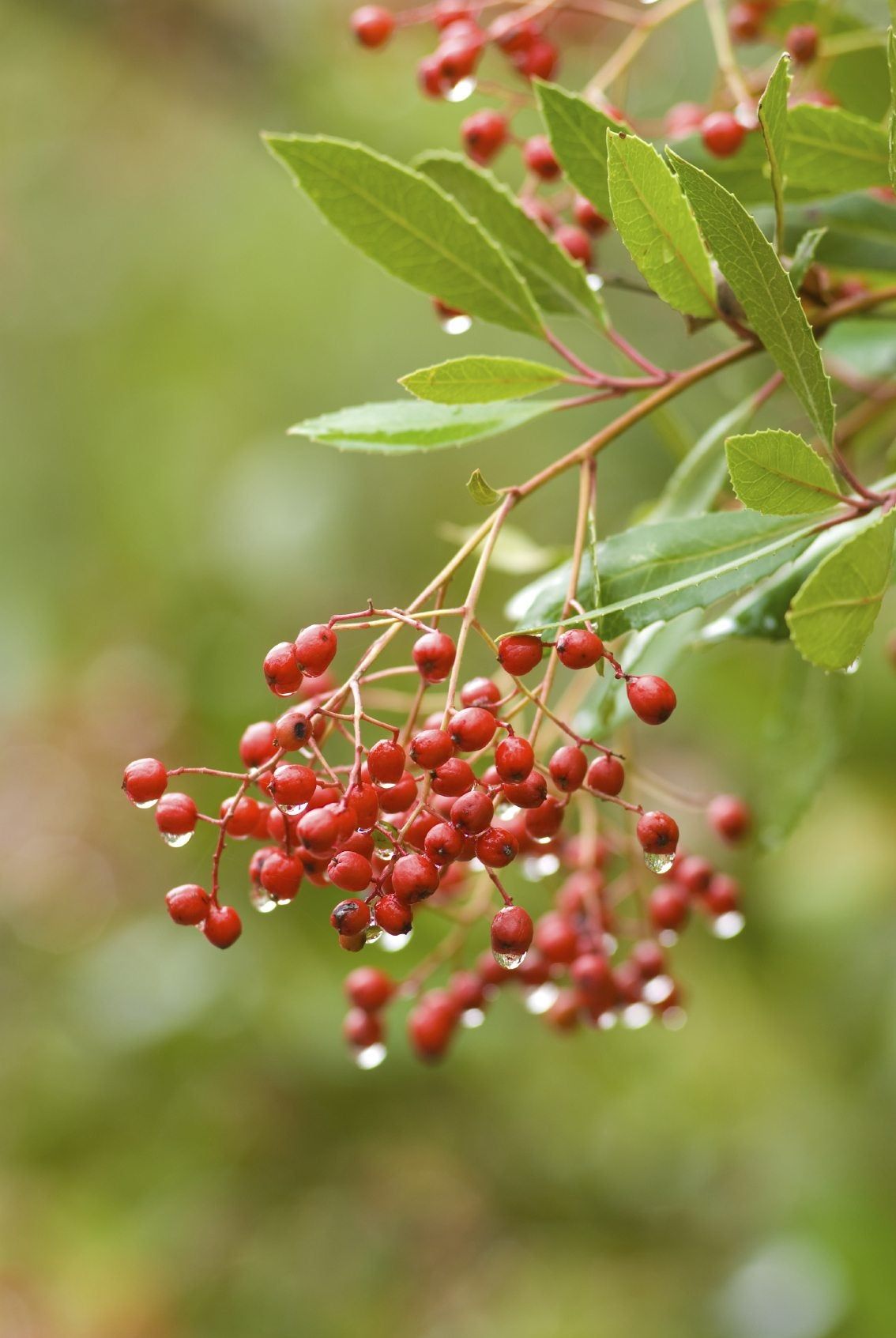 Water Dripping From Toyon Plant