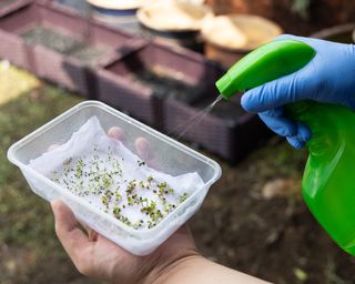 Misting seeds in paper towel