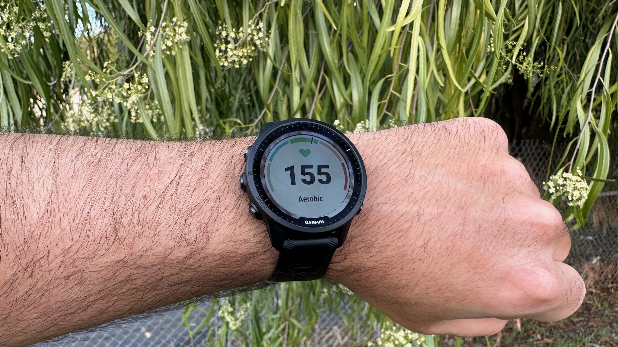 Heart rate of 155 (aerobic zone) on the Garmin Forerunner 955