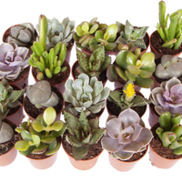 Indoor Succulents Plant Mix (6 plants)|£15.19 at Amazon