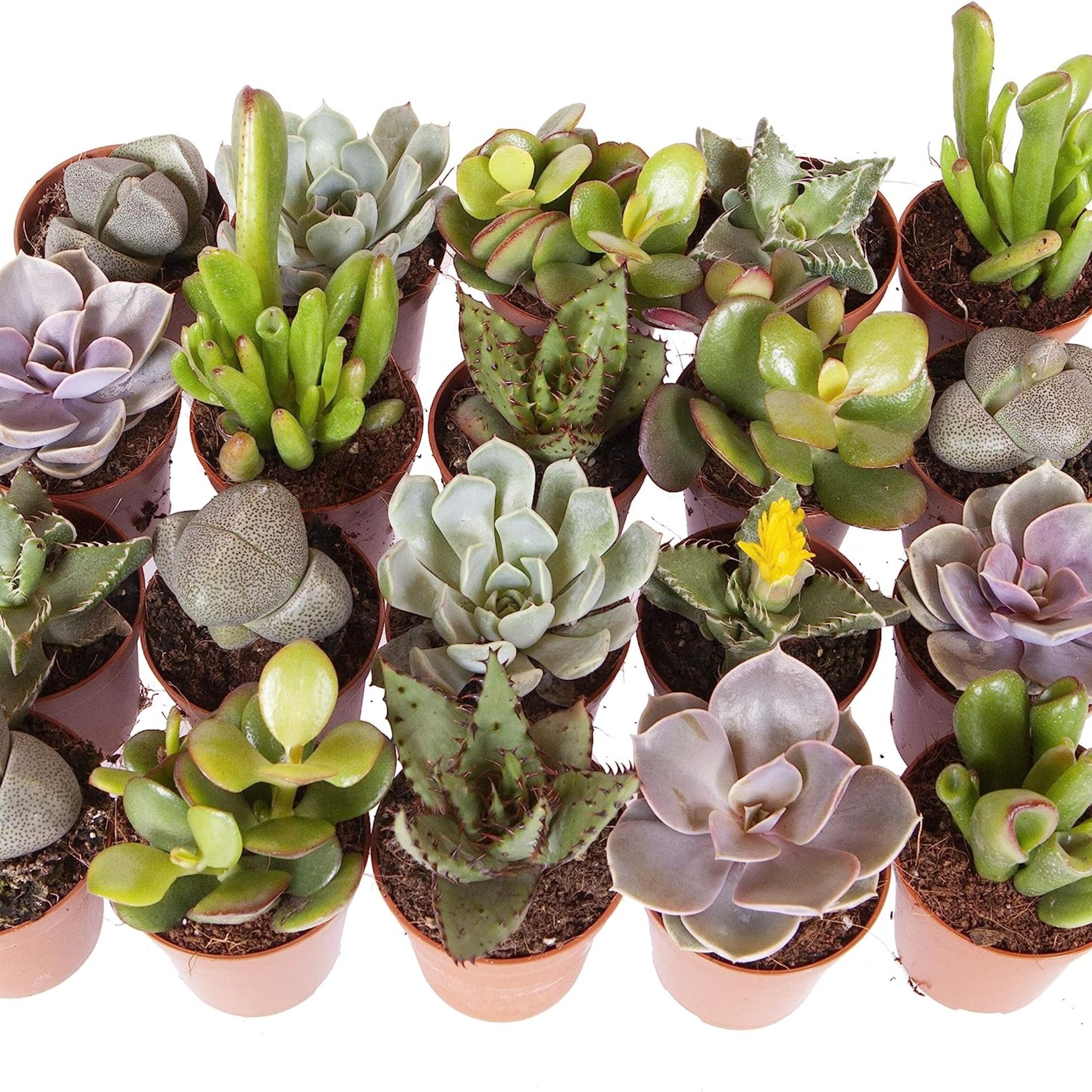 Best succulent plants to buy online at Amazon | Ideal Home