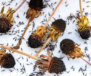 Dried rudbeckia flower heads