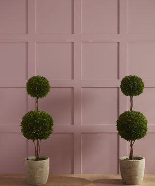 dusty pink panelled wall with two potted hedge plants shaped into circles