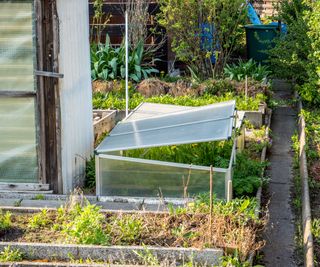 Panorama cold frame in the garden