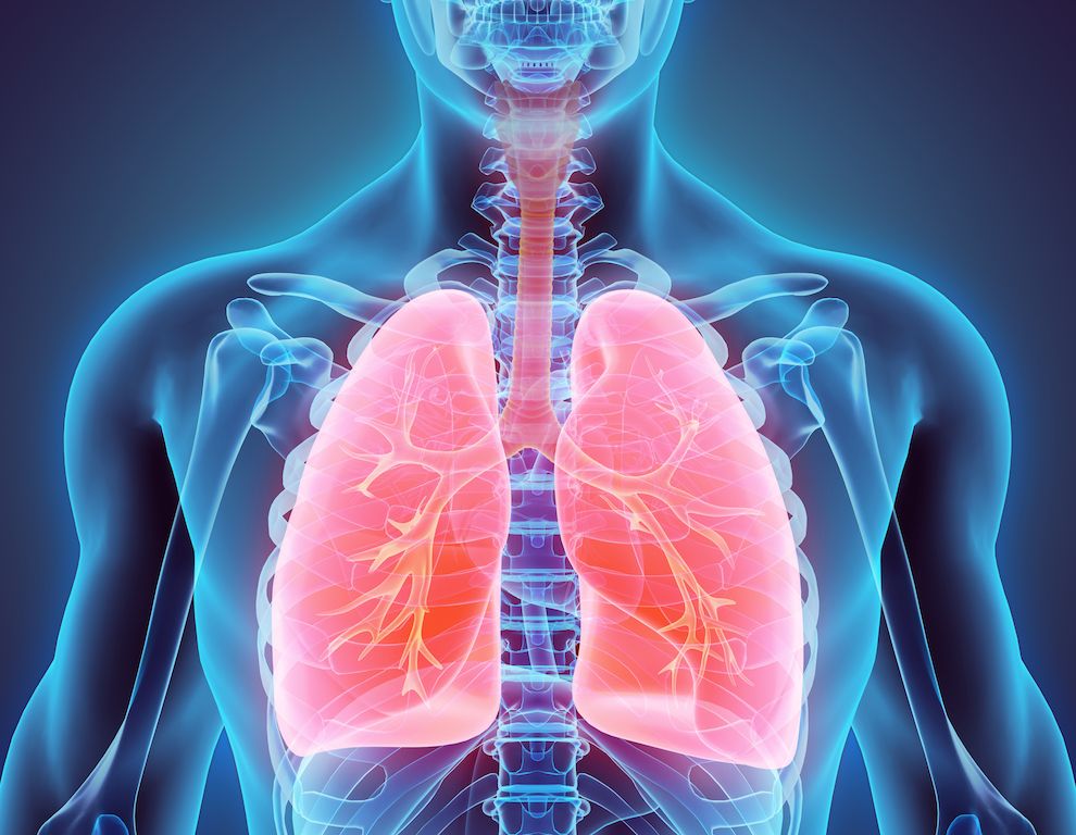 3D drawing of human lungs