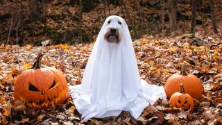 Dog dressed as a ghost for Halloween