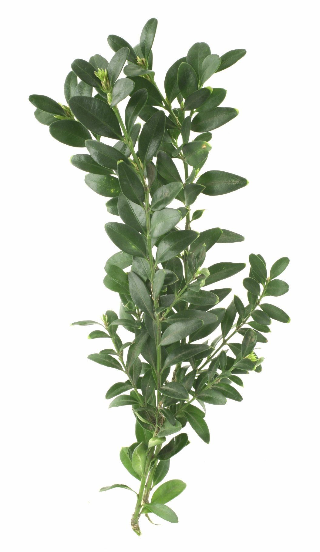 Boxwood Bush