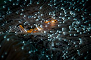 A clown fish in an anemone