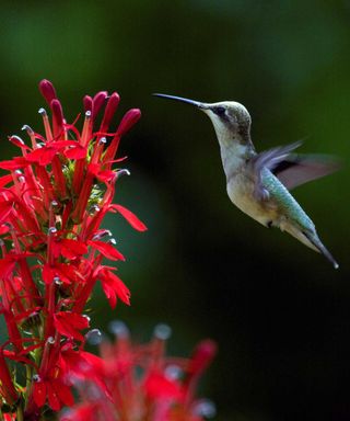 hummingbird and red cardinal flower