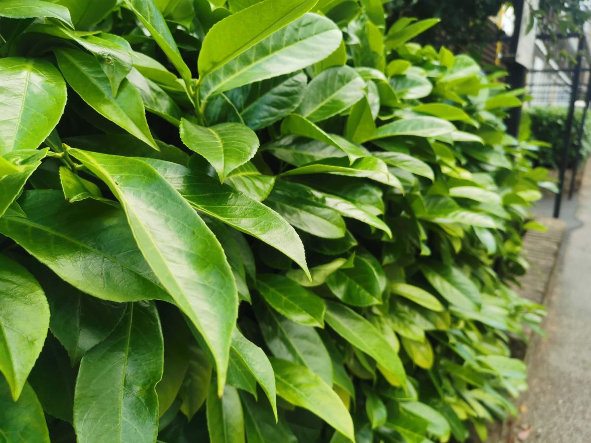 Huawei P30. Image credit: TechRadar