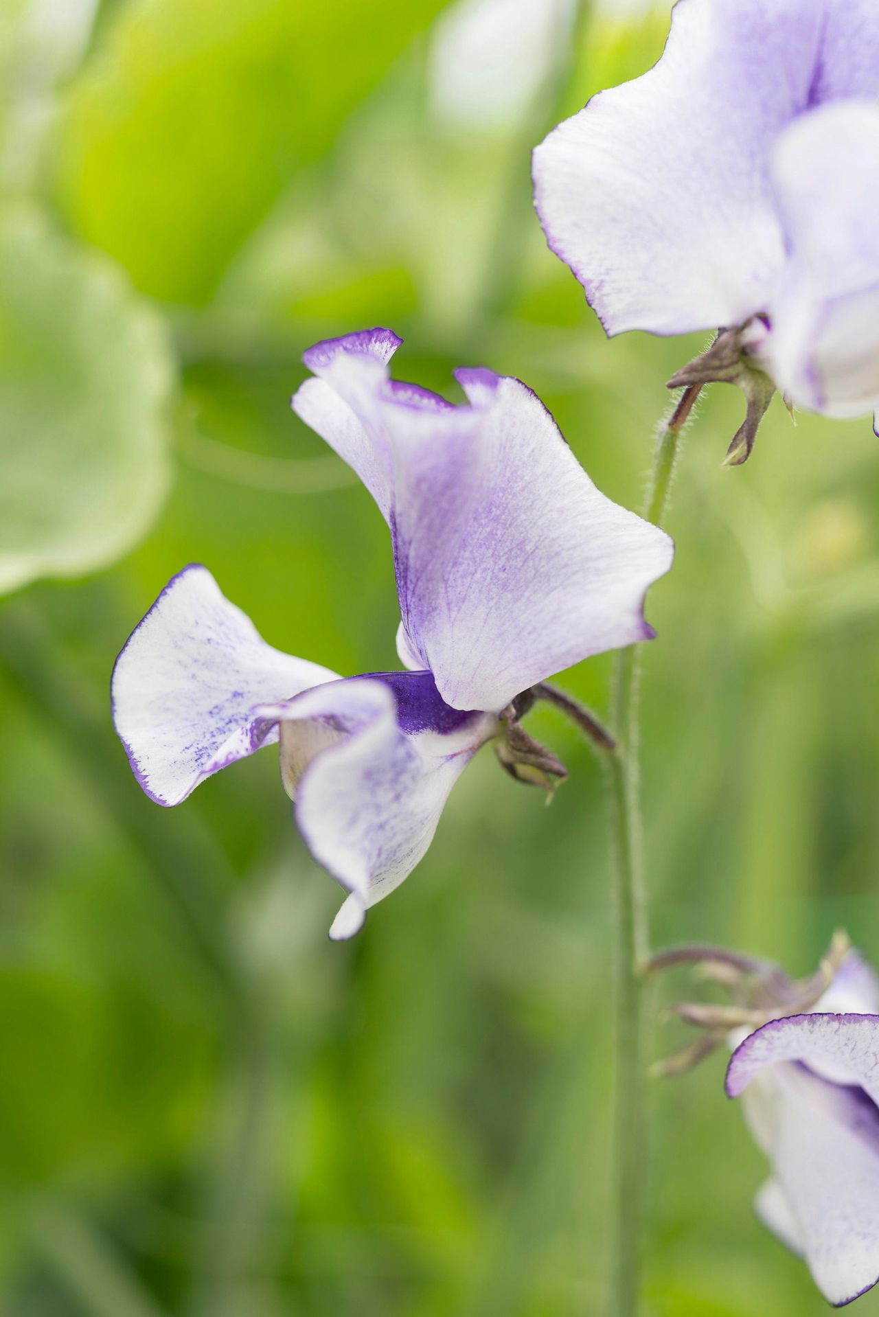 Sweet peas