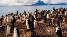 A colony of Chinstrap penguins.