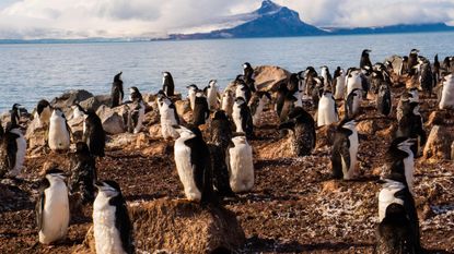 A colony of Chinstrap penguins.