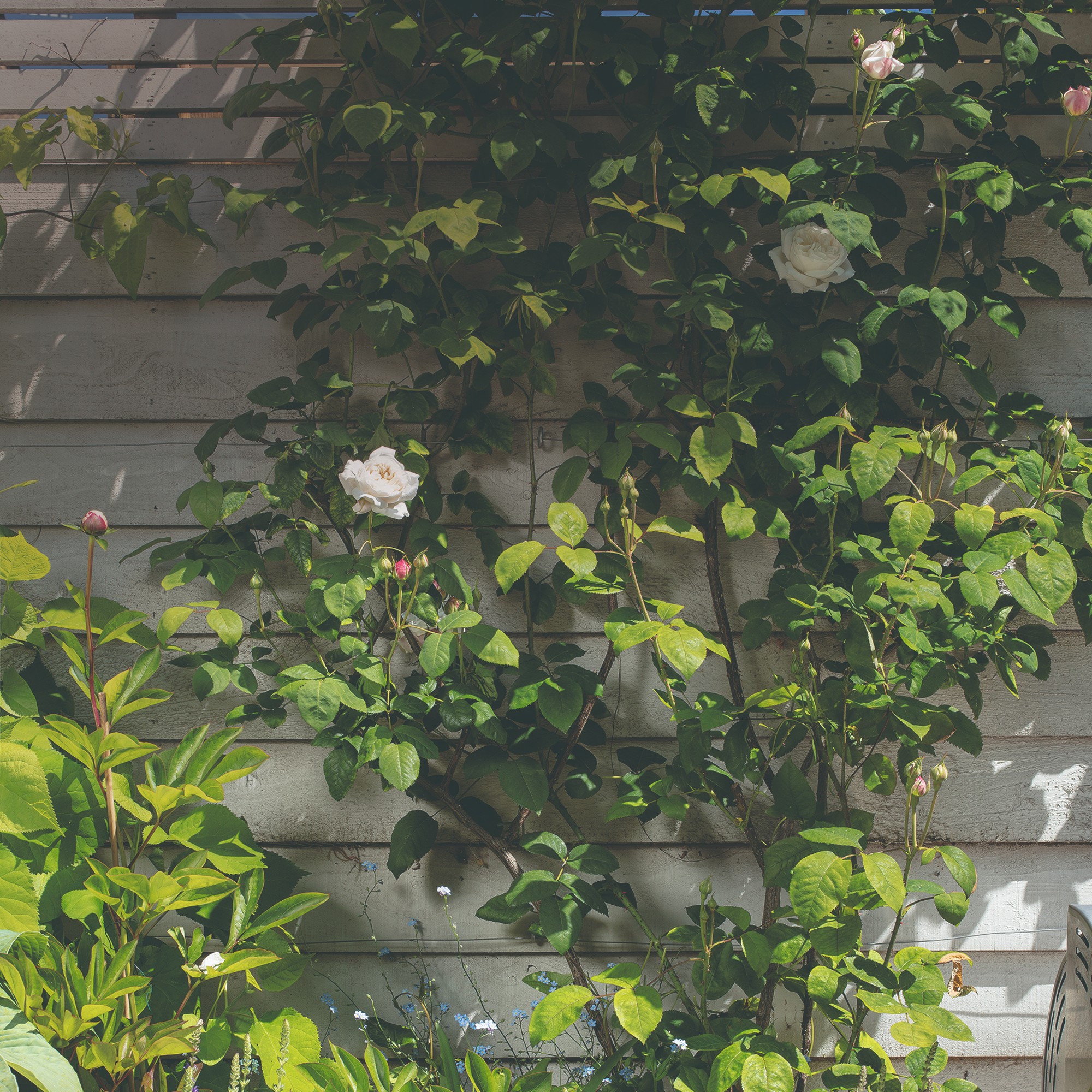 Garden with a climbing rose plant