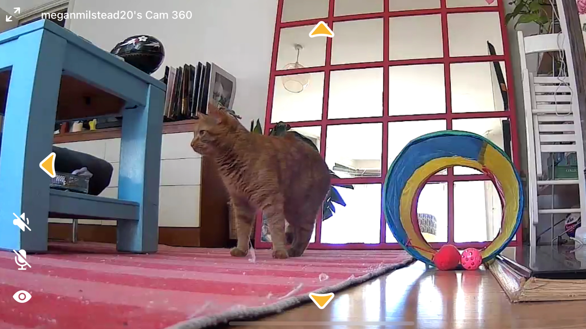 A screenshot from Megan's petcube 360 camera, showing her cat in the living room next to a cat tunnel, mirror, table and rug
