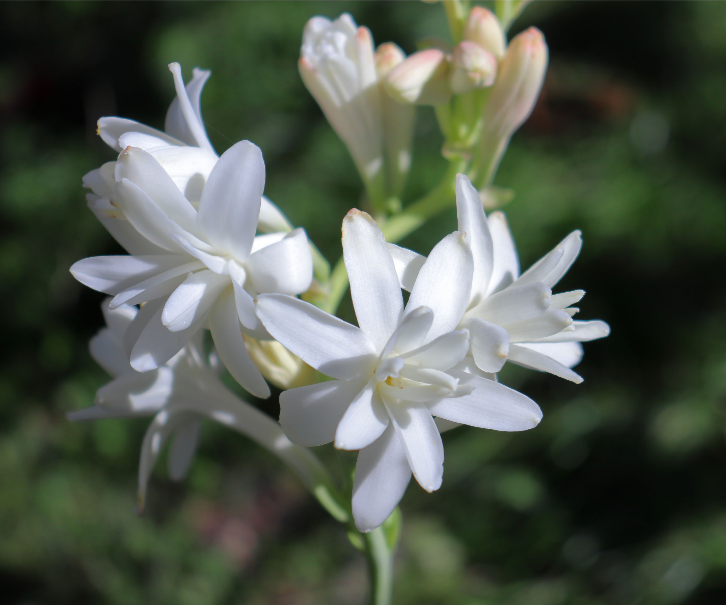 white tuberose flowers