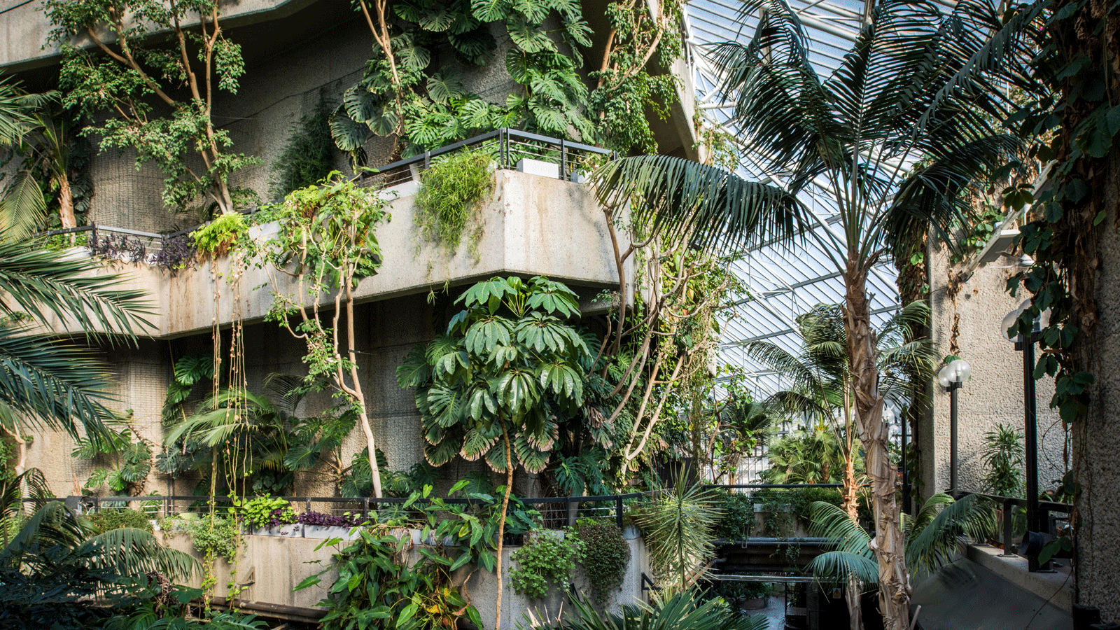 tropical plants in Brutalist Conservatory at the Barbican, London