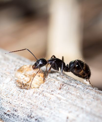 How to get rid of carpenter ants: advice from pest experts