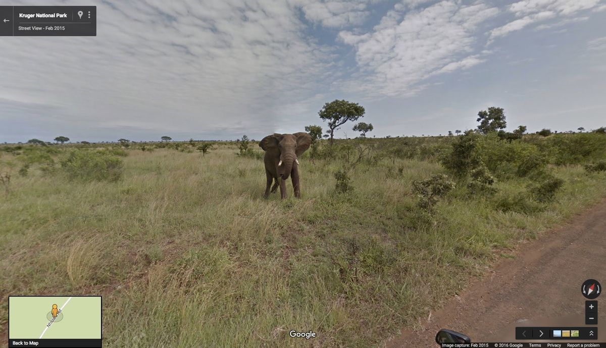 Google Maps view of an elephant in South Africa.