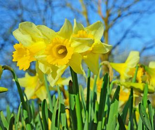 plants for wet soil Narcissus pseudonarcissus daffodils in bloom