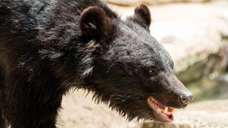 Black bear in Japan