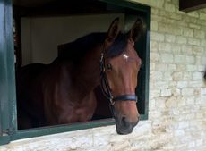 laura-b-horse2.jpg