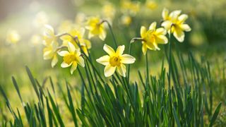 Daffodils in a patch of sunlight