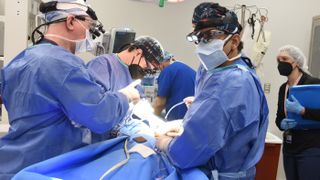The method of genetically modifying the pigs' organs so they are less likely to be rejected by the human immune system has been pioneered by Muhammad Mohiuddin (right), a professor of surgery at the University of Maryland School of Medicine.