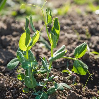 Young pea plants growing in garden