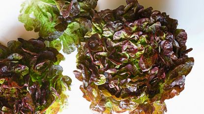 close focus on a variety of reddish colored lettuce 