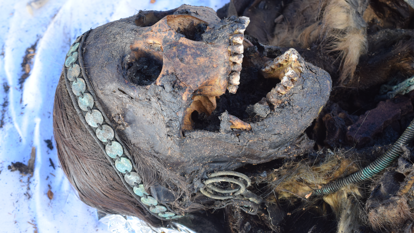 a female mummy in permafrost; her mouth is open and she wears hoop earrings and a bronze headband